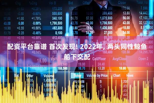 配资平台靠谱 首次发现! 2022年, 两头同性鲸鱼船下交配